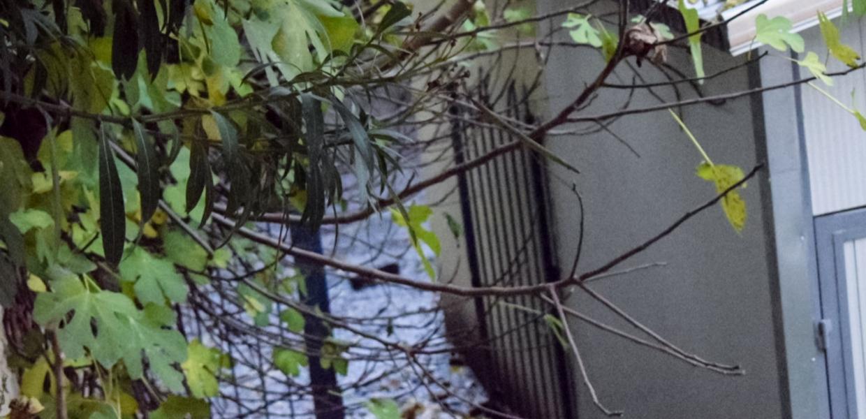 ΣΕΡΡΕΣ ΕΚΡΗΞΗ ΛΕΒΗΤΑ ΣΧΟΛΕΙΟ ΝΕΚΡΟΣ 11ΧΡΟΝΟΣ