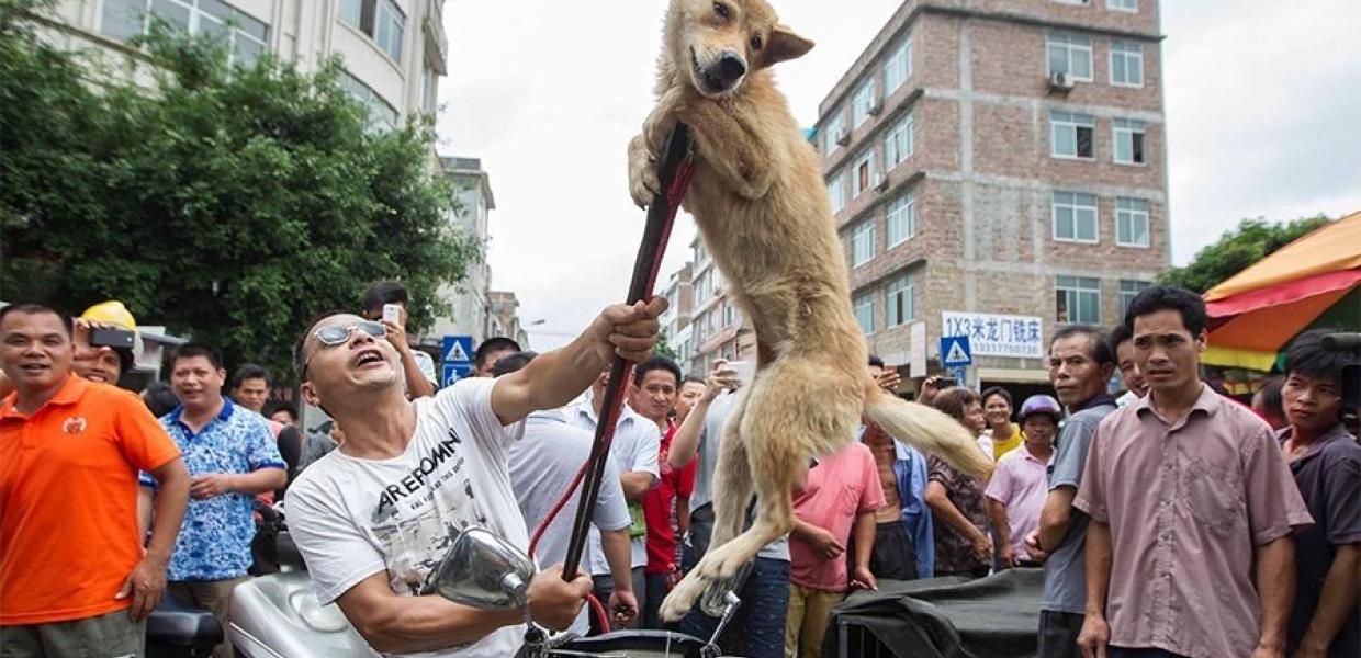  podcast “Ιστορίες χωρίς φωνή” του Πέτρου Κατσάκου μια ιστορία για τα σκυλιά που σφάζονται και τρώγονται στην Ασία