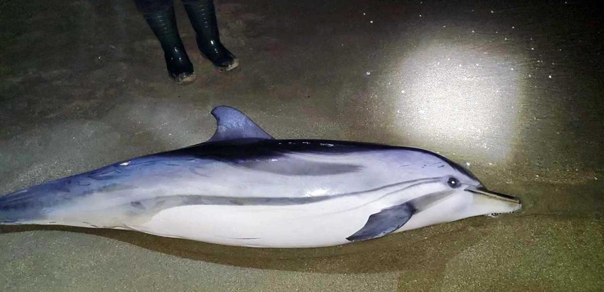 Νεκρό δελφίνι στην Καβάλα