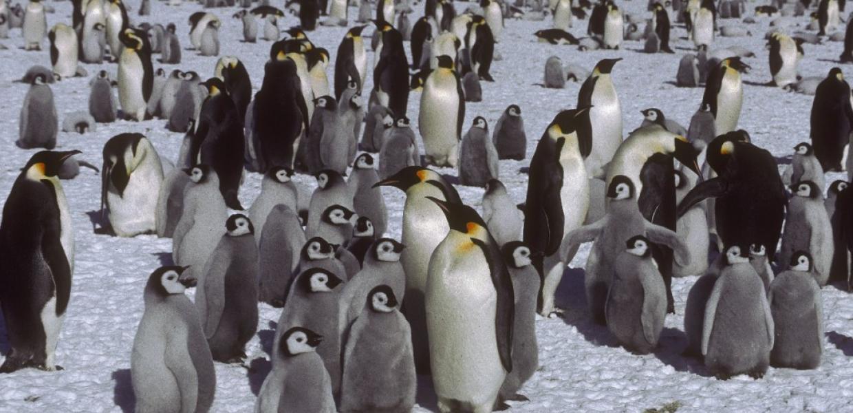 Ανταρκτική αυτοκρατορικοί πινγκουίνοι