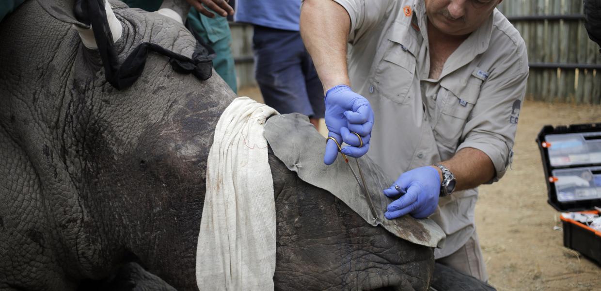 Τραυματισμένος ρινόκερος