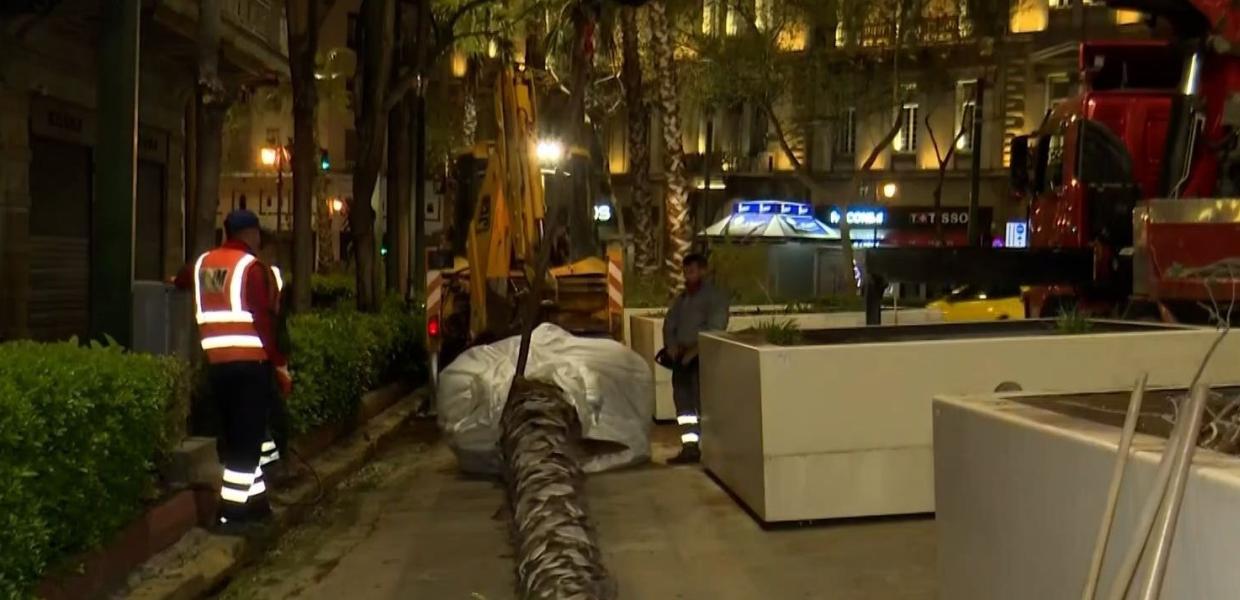 ΦΟΙΝΙΚΕΣ ΠΑΝΕΠΙΣΤΗΜΙΟΥ