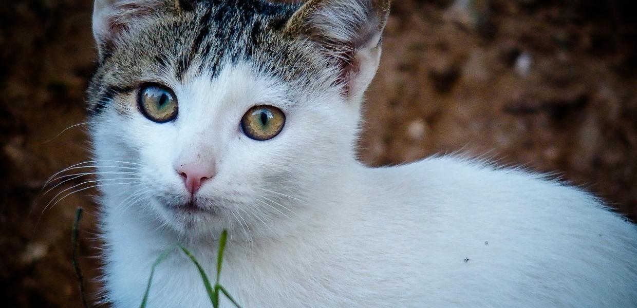 ΓΑΤΑ