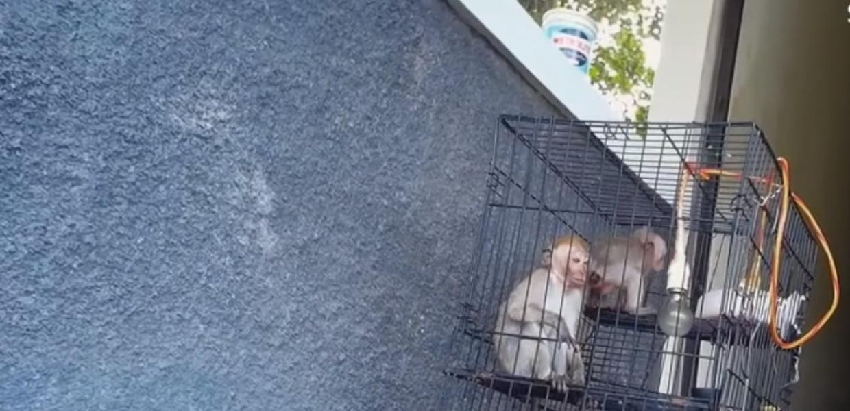 Μαϊμουδάκια που έχουν πέσει θύματα βασανιστηρίων σε κλουβί 