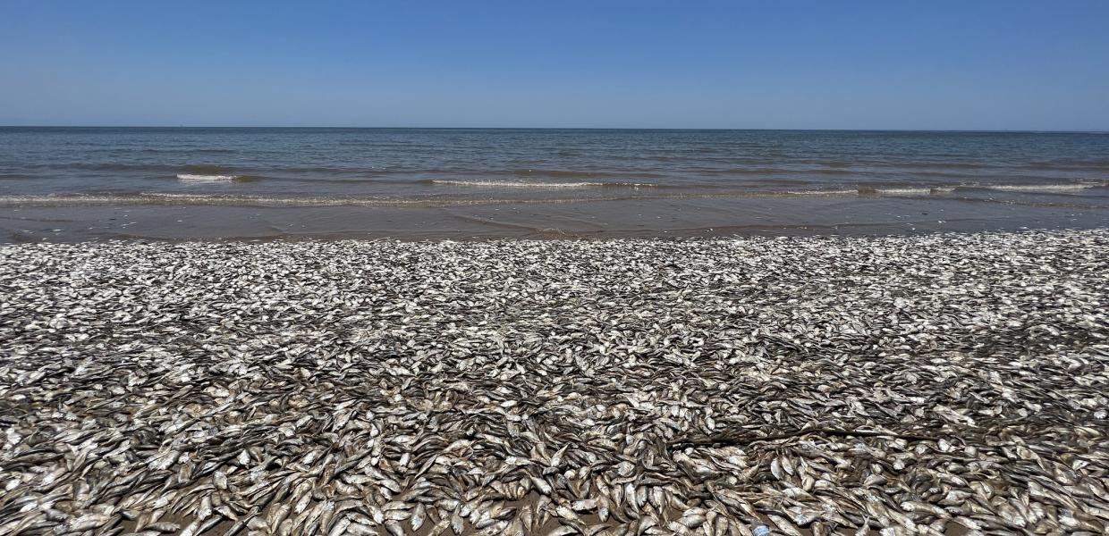 Νεκρά ψάρια σε θάλασσα του Τέξας