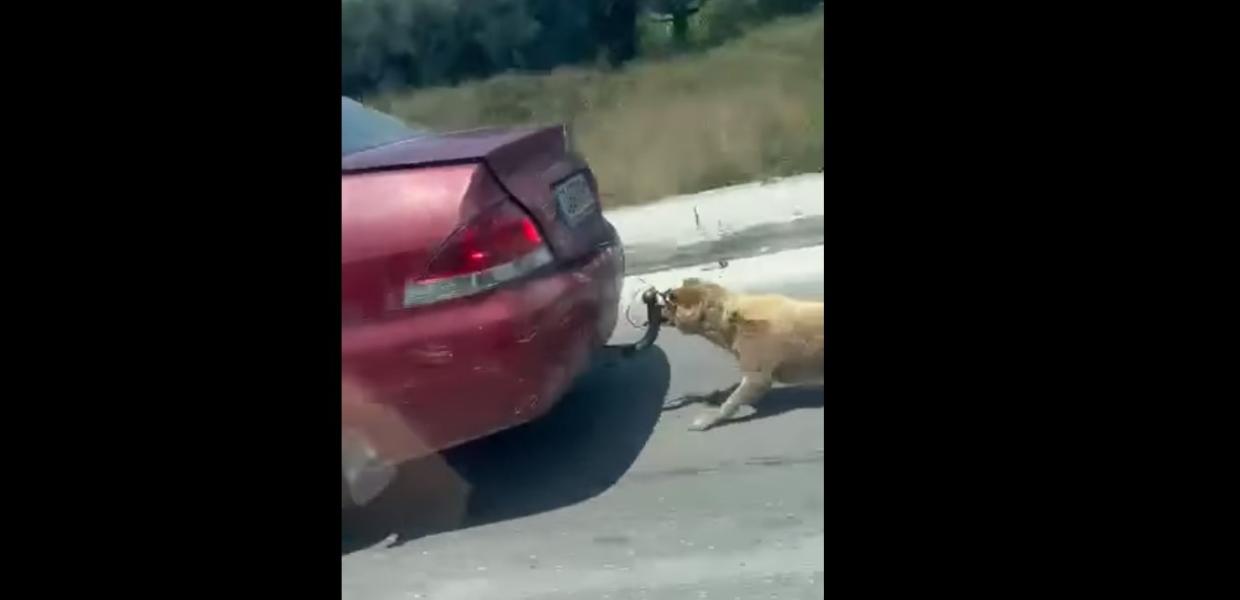 ΙΧ σέρνει σκύλο στην Ζάκυνθο