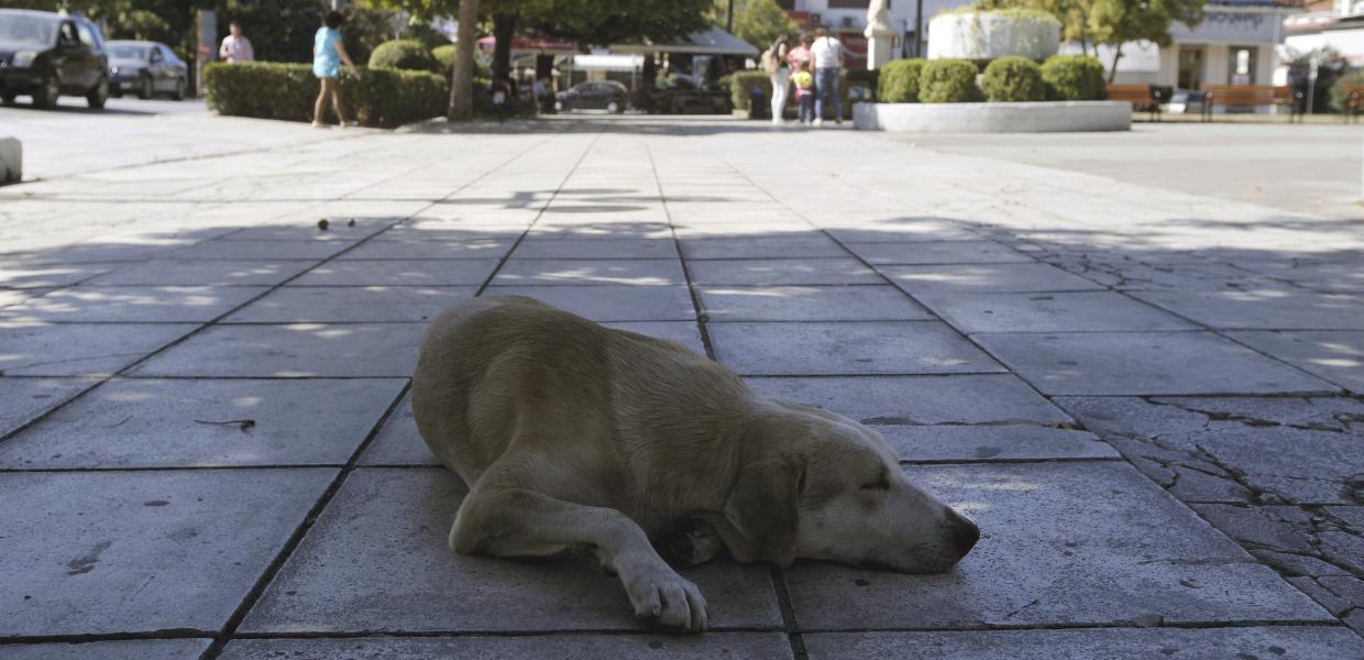 αδέσποτος σκύλος