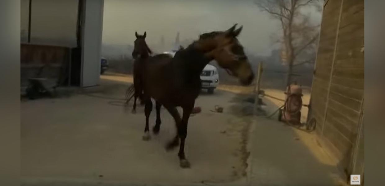 Άλογα - ιππικός όμιλος