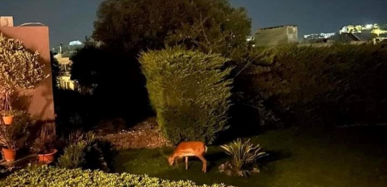 Ελάφι Ρόδος πυρκαγιά φωτιά