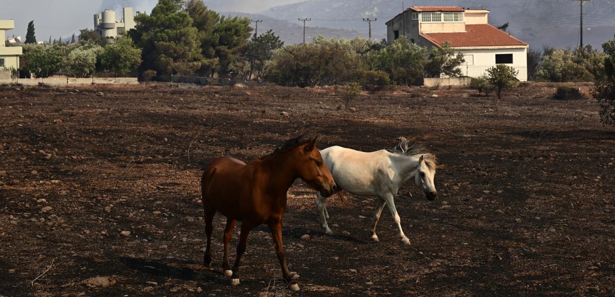 άλογα κοντά σε φωτιά