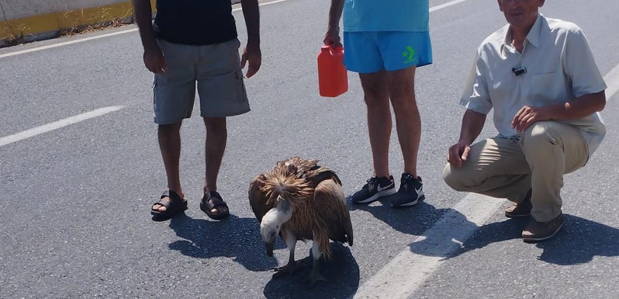 Γυπαετός Ηράκλειο