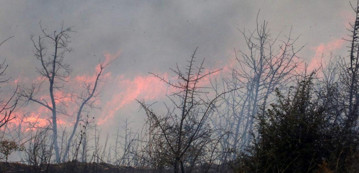 φωτιά πυρκαγιά Αλεξανδρούπολη δάσος Δαδιάς