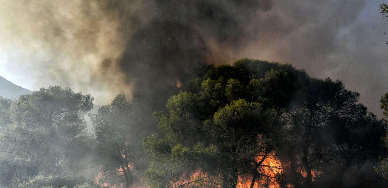 φωτιά καίει δέντρα
