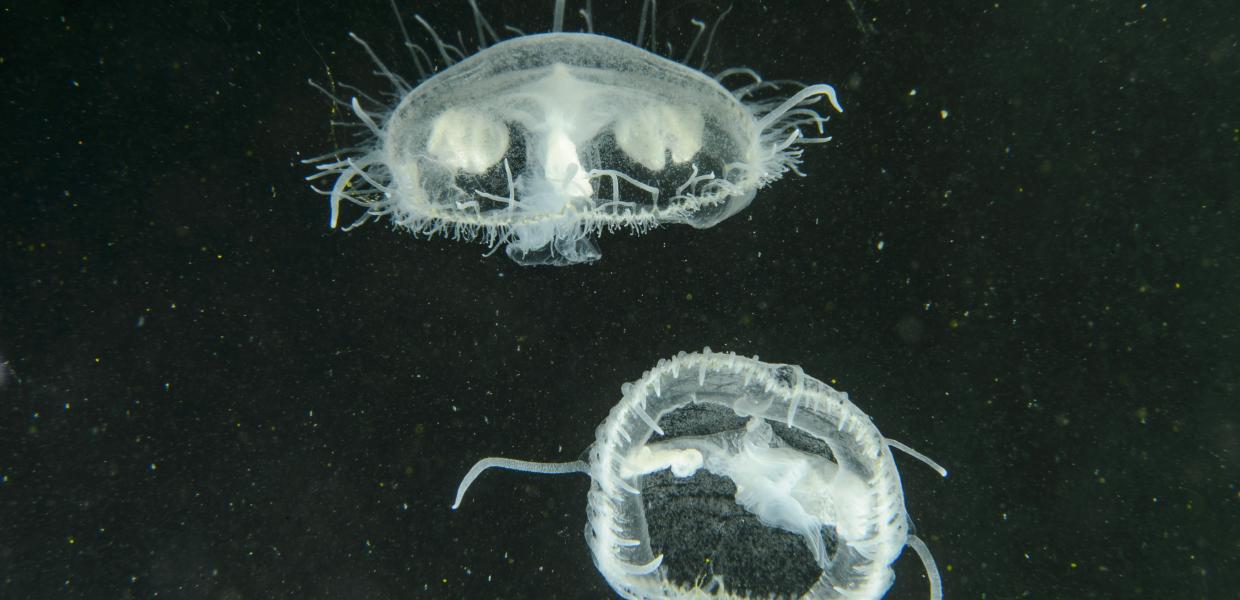 Μέδουσες