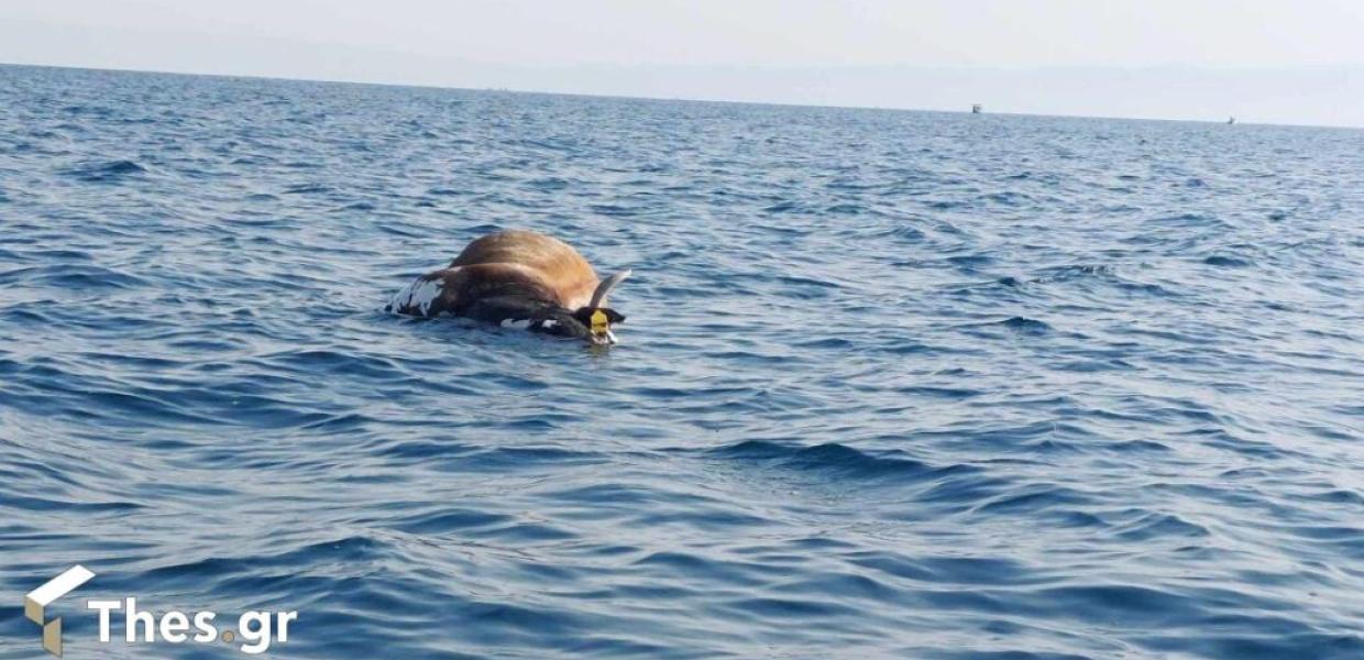 Αγελάδα Θερμαϊκός 