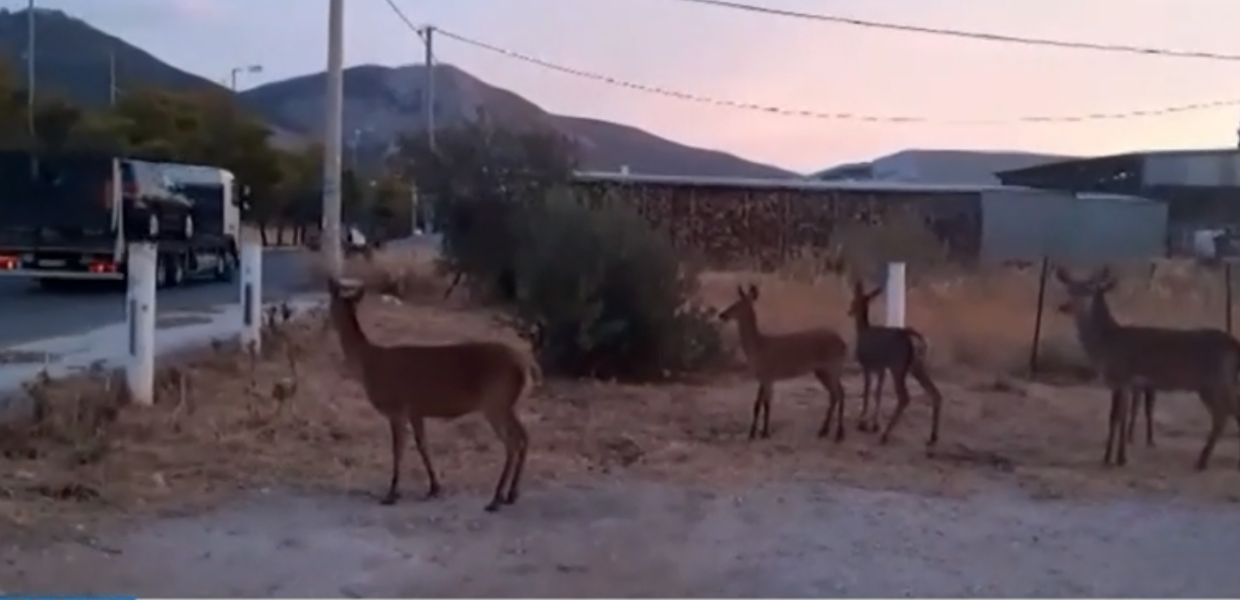 ΕΛΑΦΙΑ ΠΑΡΝΗΘΑ ΘΡΑΚΟΜΑΚΕΔΟΝΕΣ