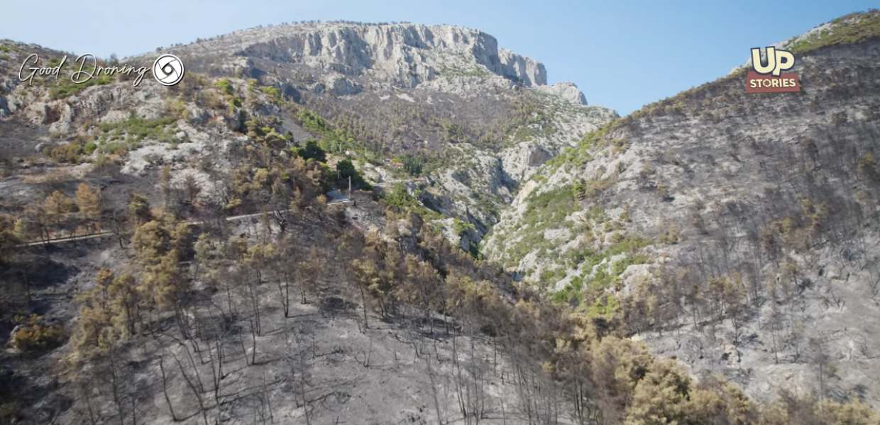 Καμένο δάσος Φυλής