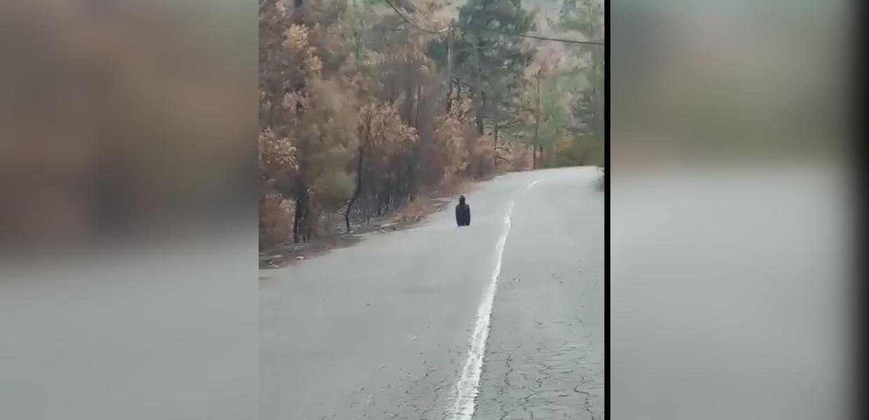 ΜΑΥΡΟΓΥΠΑΣ ΔΑΔΙΑ