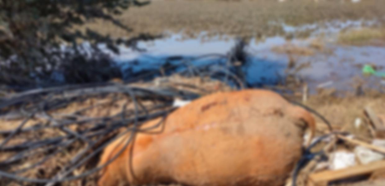 νεκρά ζώα μετά τη θεομηνία στον Παλαμά Καρδίτσας 