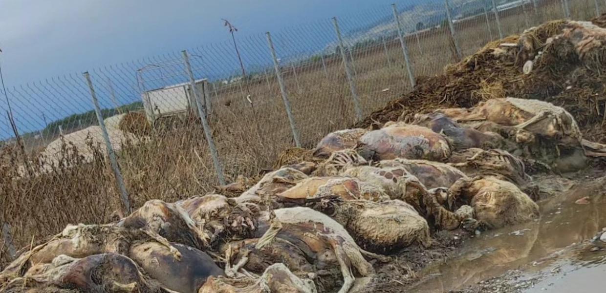 Νεκρά ζώα έξω από κτηνοτροφική μονάδα