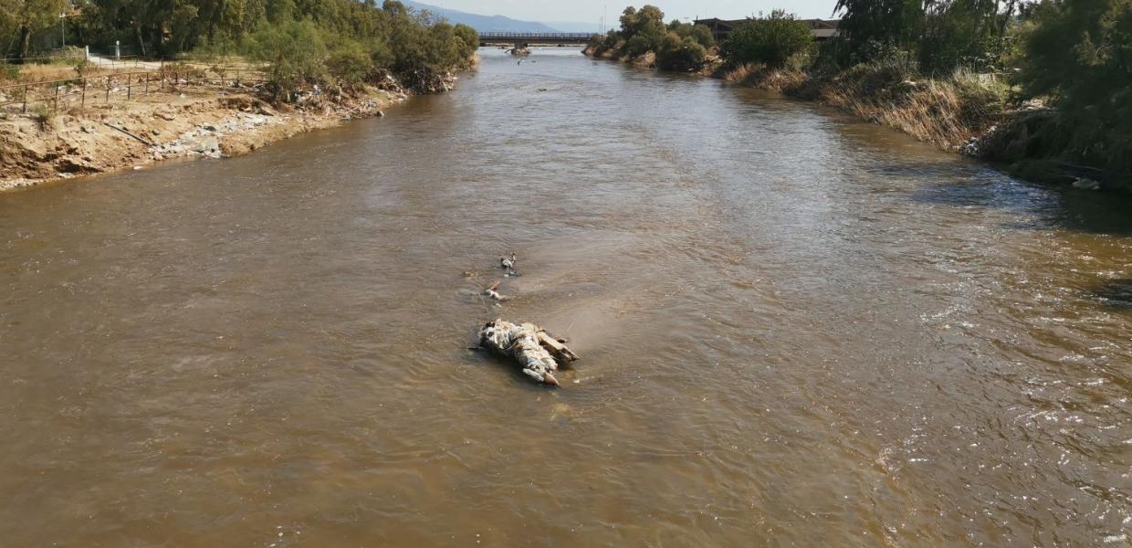 Νεκρό ζώο σε ποτάμι