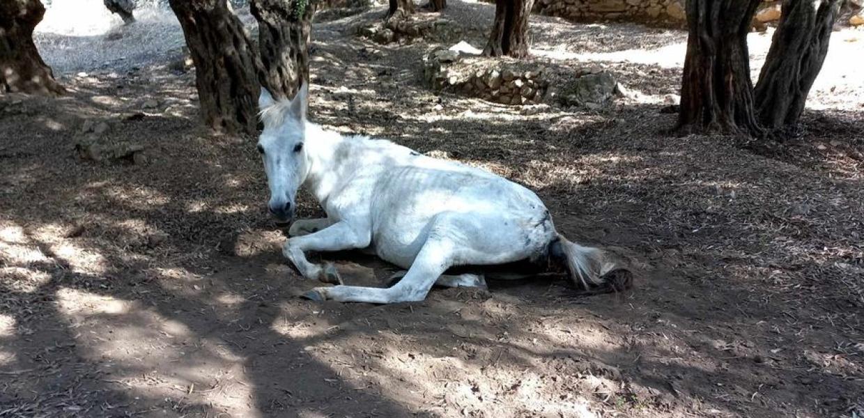 Το ζώο που βρέθηκε σε άθλια κατάσταση