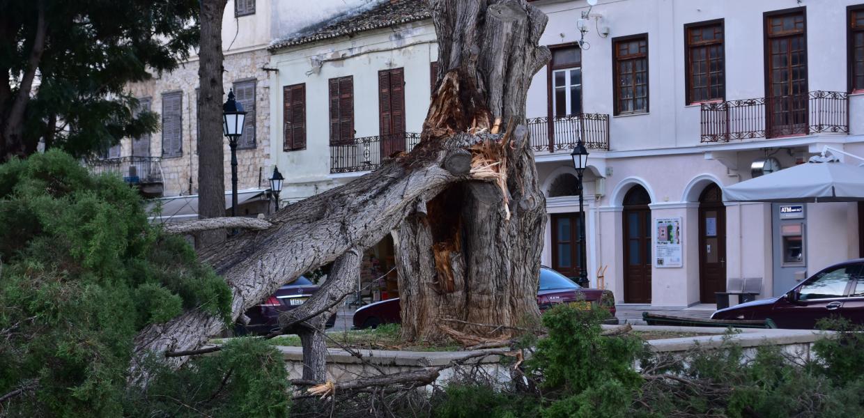 Δέντρο κακοκαιρία 