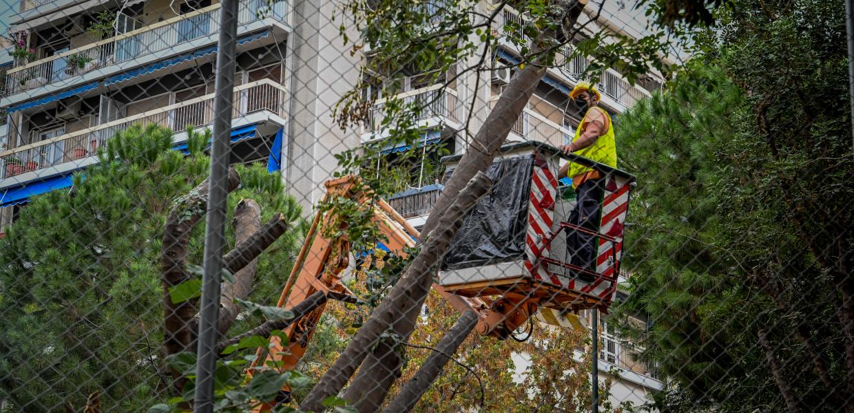 Άνθρωπος κλαδεύει δέντρα στην πλατεία Εξαρχείων