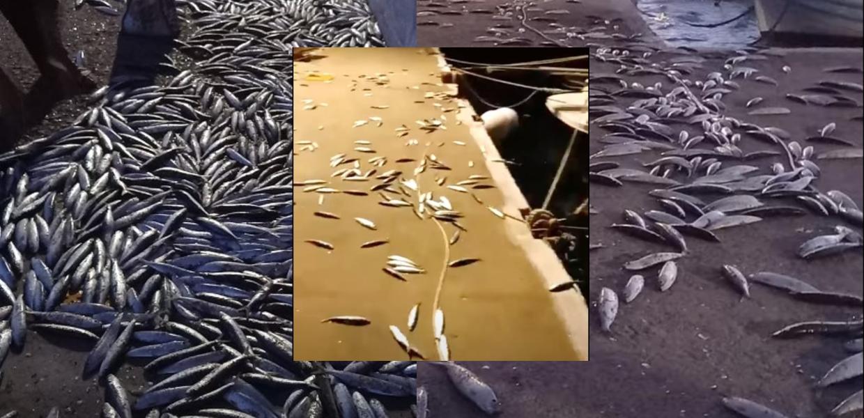 σαρδέλες έχουν βγει στη αστερία στην Άνδρο