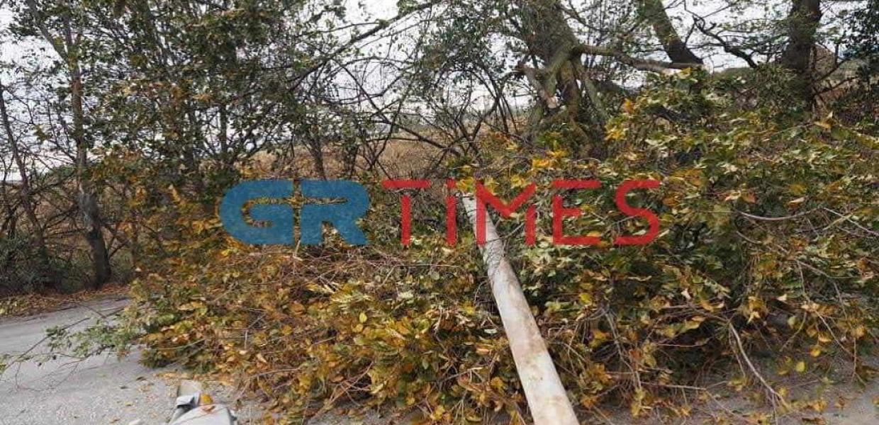 Δέντρο Θεσσαλονίκη 