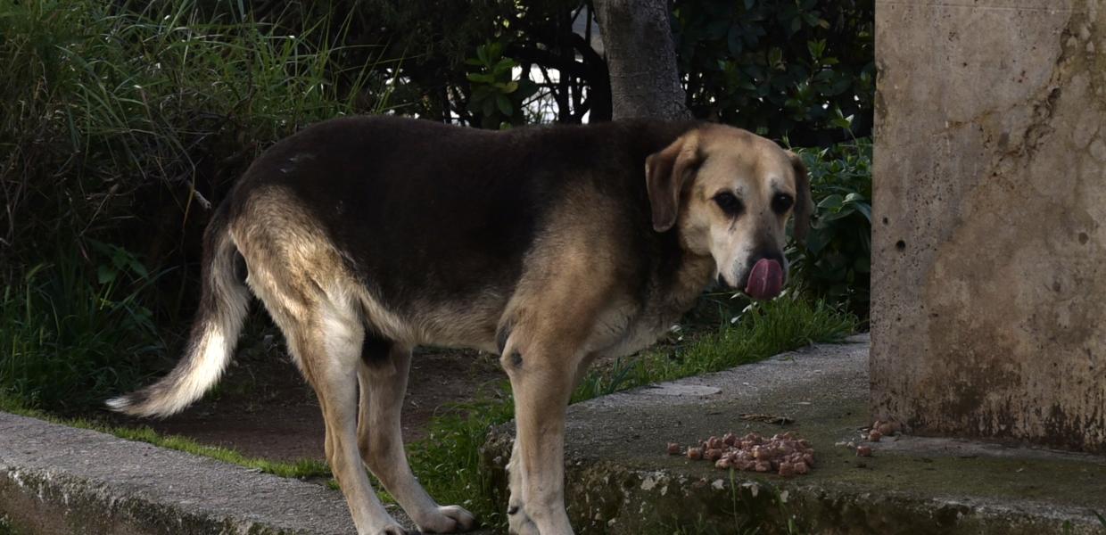 Αδέσποτος σκύλος 
