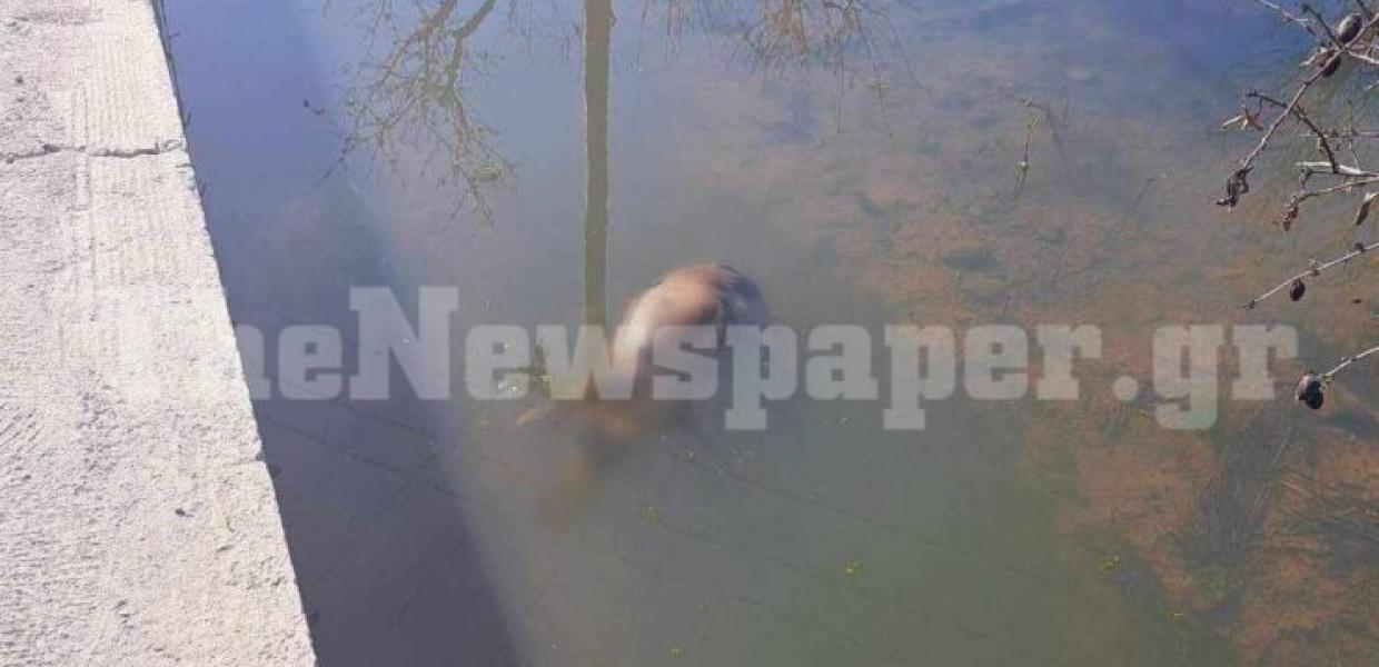 ΛΙΜΝΗ ΚΑΡΛΑ ΖΩΑ ΣΤΗ ΛΙΜΝΗ ΑΠΟ ΤΙΣ ΠΛΗΜΜΥΡΕΣ