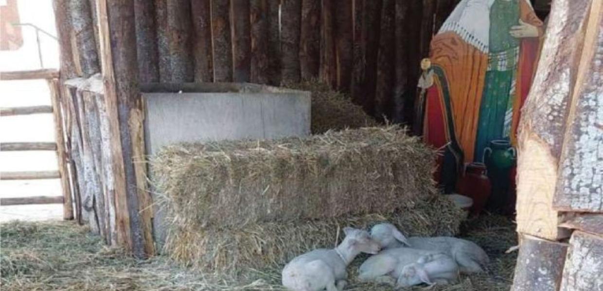 Ζώα φάτνη Βόλος