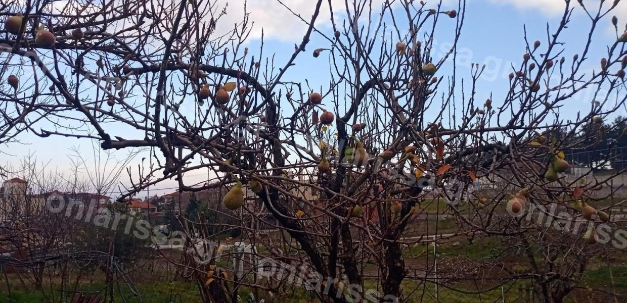 ΑΧΛΑΔΙΕΣ ΦΑΡΣΑΛΑ
