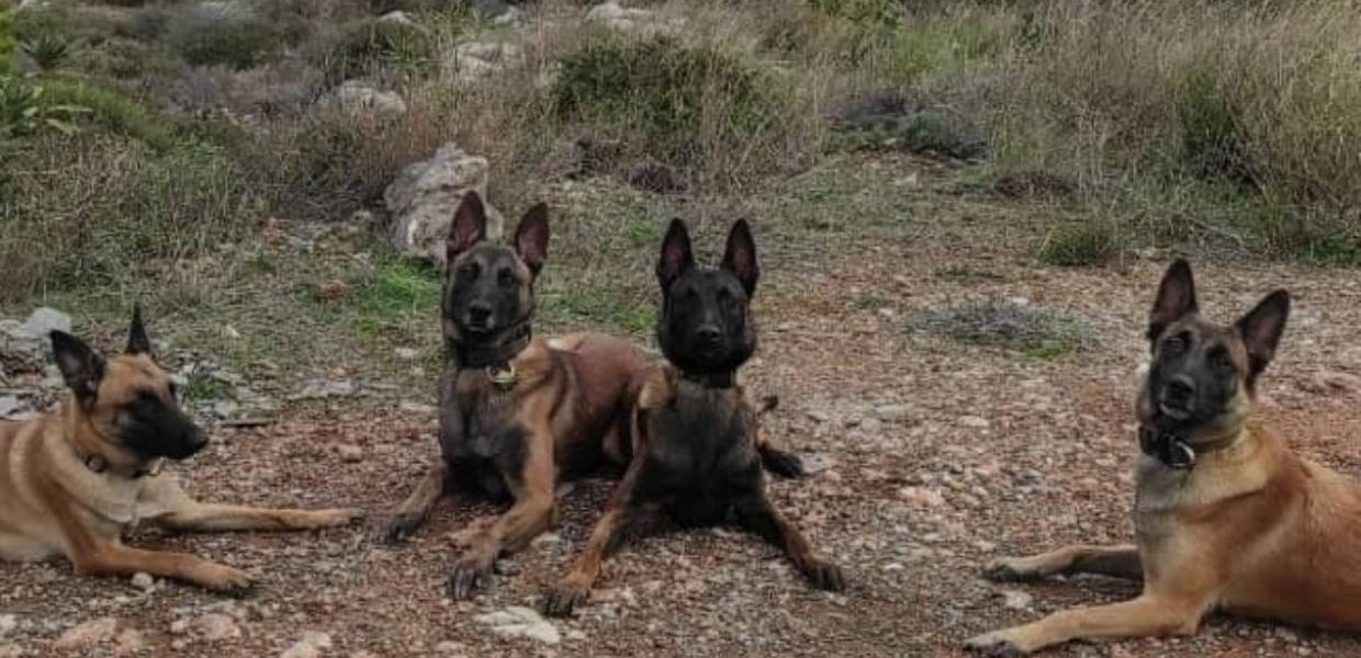anubisk9team ΣΚΥΛΟΙ ΕΡΕΥΝΑ ΔΙΑΣΩΣΗ