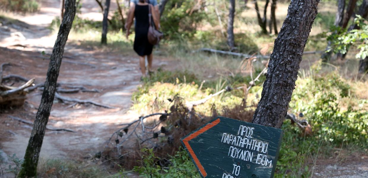 Δάσος στον Έβρο