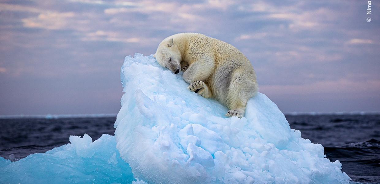 Πολική αρκούδα κοιμάται σε παγόβουνο