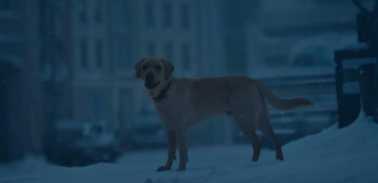 Σκύλος της Γκόλντι Χόουν Super Bowl