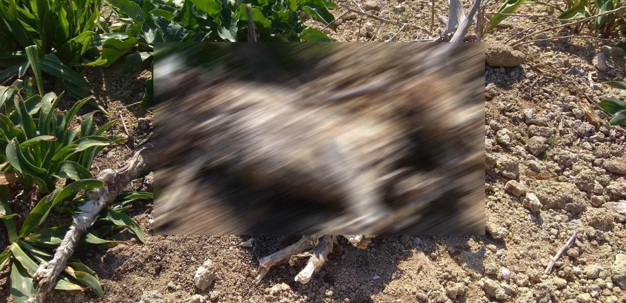 Νεκρό ελάφι
