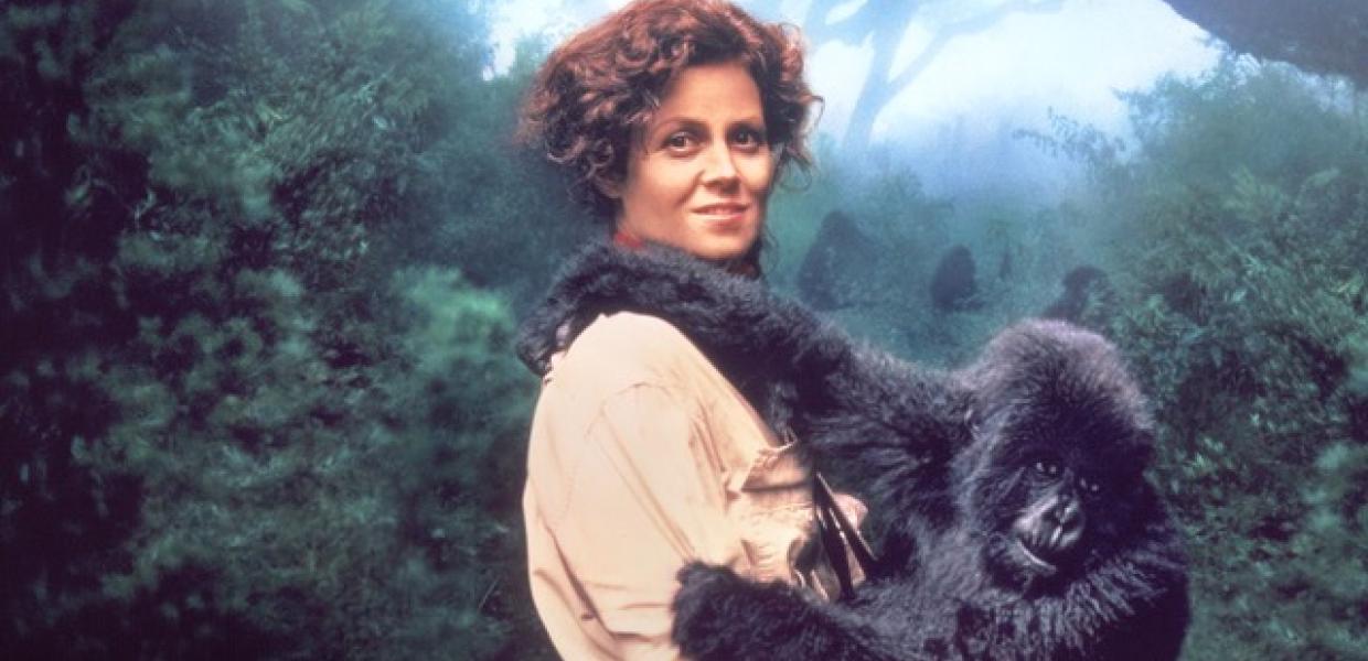 gorillas