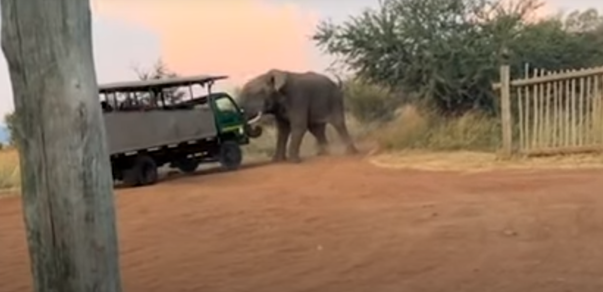 Ελέφαντας σηκώνει λεωφορείο στο Pilanesberg National Park