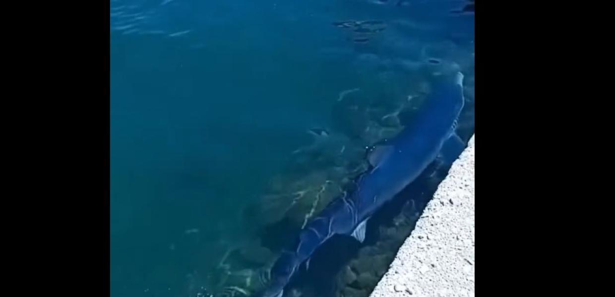 Καρχαριοειδές