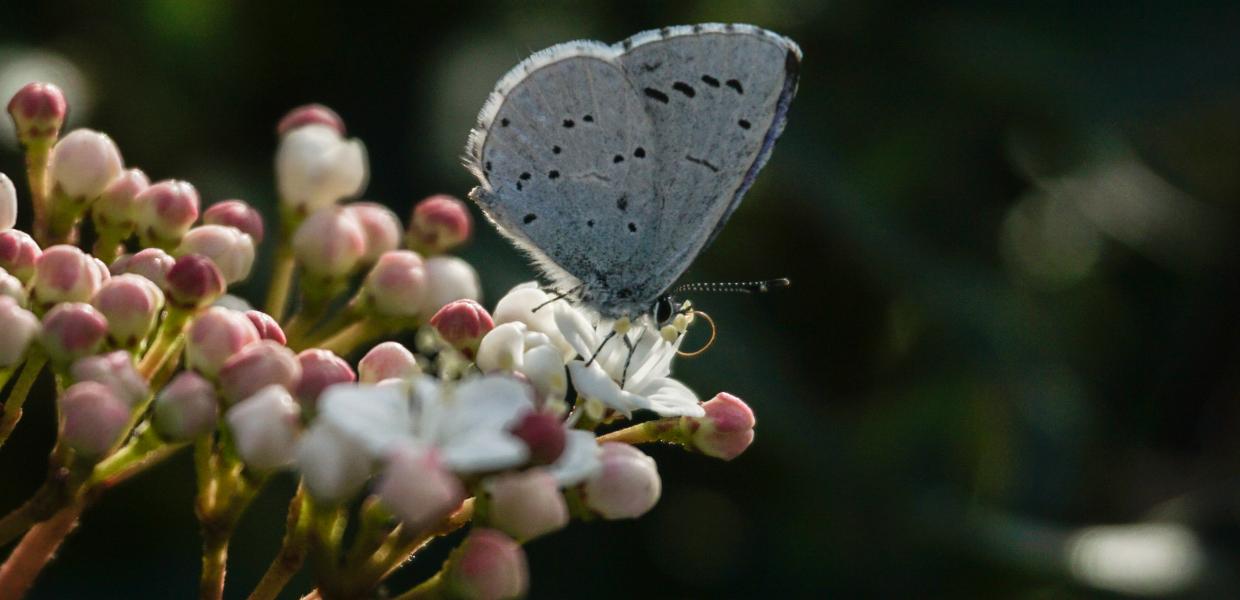 Πεταλούδα (Celastrina argiolus) ρουφάει το νέκταρ από ανθισμένα λουλούδια στην πόλη των Τρικάλων. 