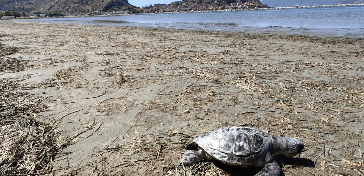 Ακόμα μία θαλάσσια χελώνα εντοπίστηκε νεκρή στην περιοχή του Υδροβιότοπου Ναυπλίου - Νέας Κίου, το Σάββατο 15 Ιουνίου 2024. Η άτυχη μικρή σε μέγεθος χελώνα ξεβράστηκε νεκρή από τη θάλασσα στο ύψος της Π.Ε. Αργολίδας Το περιστατικό συμπληρώνεται στον μακρύ κατάλογο με τις νεκρές θαλάσσιες χελώνες που ξεβράζονται στον Αργολικό κόλπο τα τελευταία χρόνια.