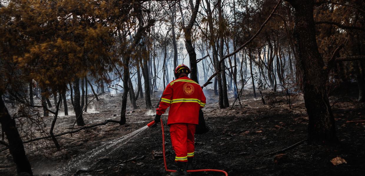 Πυροσβέστης μέσα σε καμένα δέντρα
