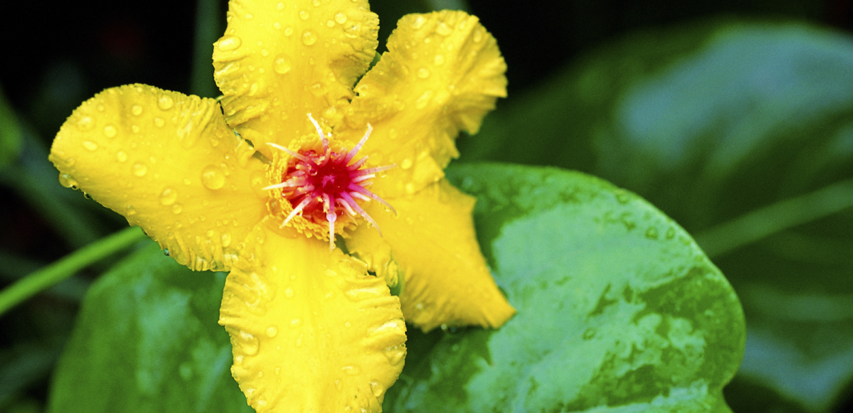 Η Hibbertia, ένα γένος ανθοφόρων φυτών, τιμά τον George Hibbert, έναν Άγγλο ιδιοκτήτη σκλάβων.