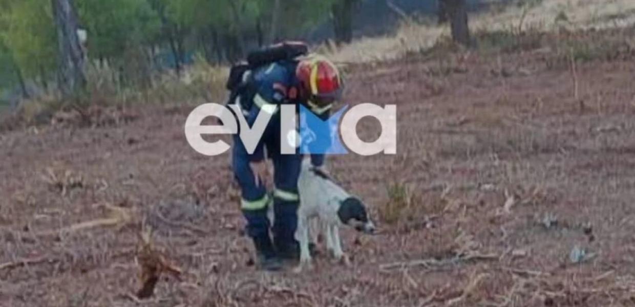 ΠΥΡΟΣΒΕΣΤΗΣ ΣΤΗΝ ΕΥΒΟΙΑ ΣΩΖΕΙ ΣΚΥΛΑΚΙ 