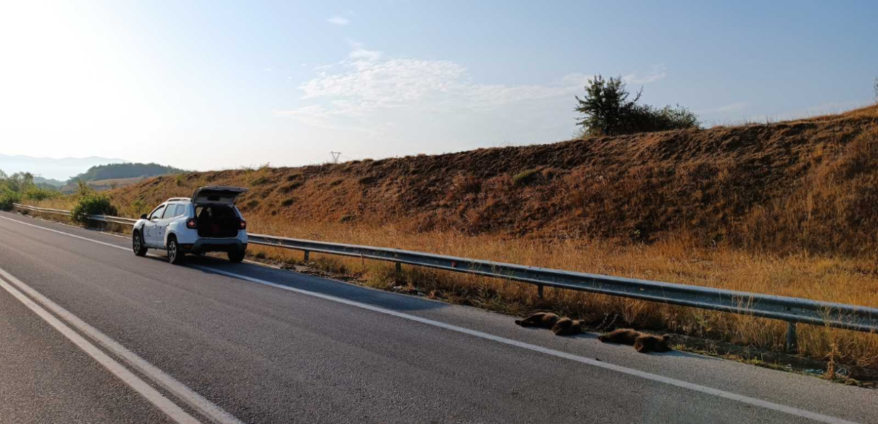 αρκουδάκια Φλώρινα Αρκτούρος