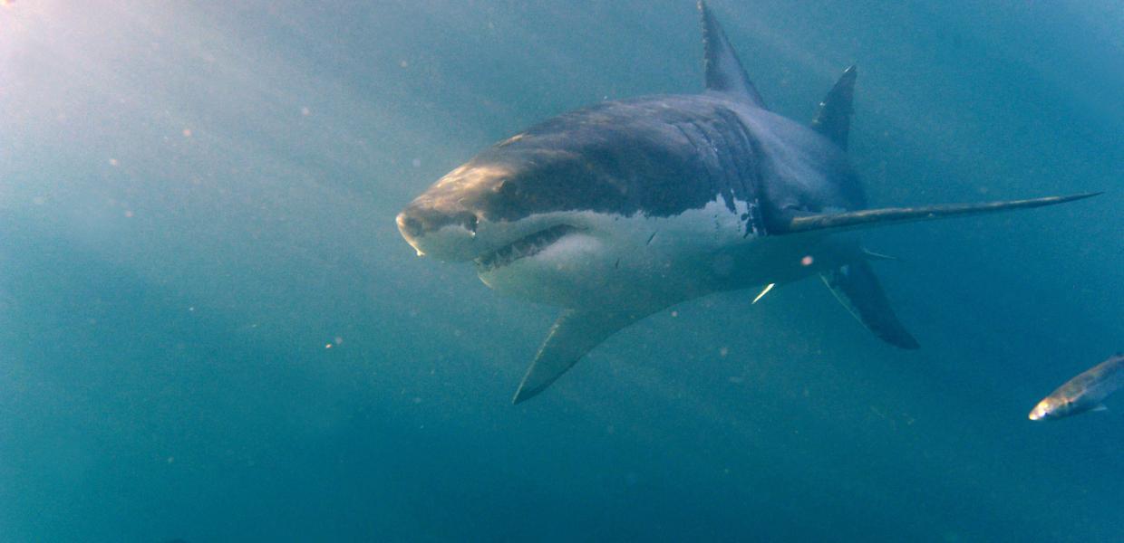 Ένας μεγάλος λευκός καρχαρίας (Carcharodon carcharias) στον Ινδικό Ωκεανό, Gansbaai, Νότια Αφρική