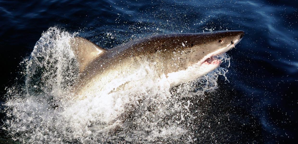 Ένας μεγάλος λευκός καρχαρίας (Carcharodon carcharias) πηδά από το νερό δίπλα σε μια βάρκα στον Ινδικό Ωκεανό, Gansbaai, Νότια Αφρική